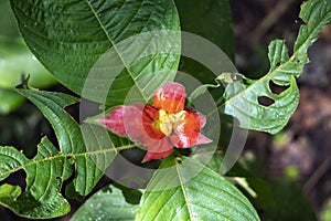 Blurred nature background with red tropical flower : Hot Lips Flower, Psychotria poeppigiana photo