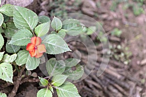 Blurred Nature background with tropical flowers, lonely Red Flower blooming in the forest