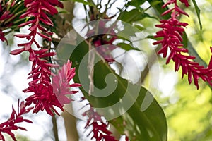 Blurred nature background with tropical red ginger flower and copy space