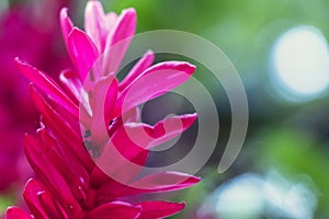 Blurred nature background with tropical red ginger flower and copy space