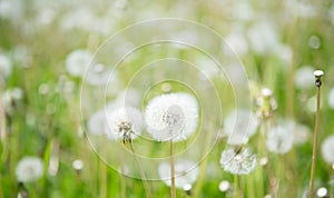 Blurred Nature Spring Background with white fluffy dandelion flo