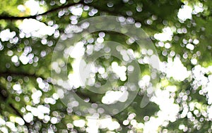 Blurred Nature tree forest under sunlight bright background, Nature abstract bokeh soft green background plant, summer tree fresh