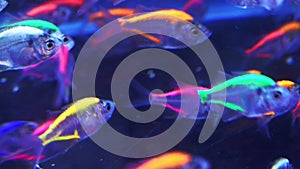 Blurred Neon Tetra Paracheirodon innesi In Aquarium
