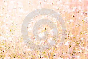 Blurred orange and pink flowers grass background