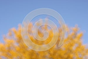 Blurred orange and yellow leaves on tree on a blue sky with copy space on a sunny day