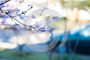 Blurred parked car on residential street with selective focus blossom peach flower at front yard garden of suburban home, Dallas,