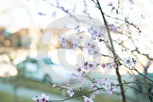 Blurred parked car on residential street with selective focus blossom peach flower at front yard garden of suburban home, Dallas,