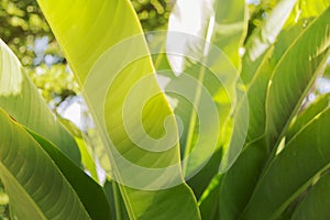 Blurred photo abstract green leaf texture green nature background tropical leaf in evening asia thailand
