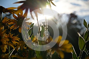 Blurred photo for the background with a group of yellow flowers of Rudbeckia through which the evening sunlight penetrates