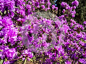 Blurred photo of bush of purple flowers. Defocused blooming blossoms. Floral background. Spring garden in bloom on sunny day. Soft