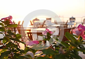 Blurred photo of pink flowers and summer outdoor cafe at dawn on sea beach.