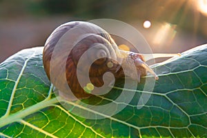 Blurred photophone brown snail in blur on natural greenery background with highlights