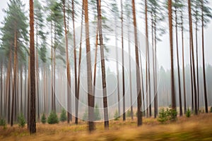 Blurred pine trees