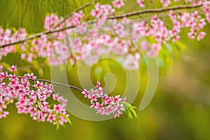 Blurred pink flower Wild himalayan cherry ,Bright color bokeh ba