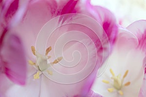 Blurred Pink Flowers Background.Springtime.
