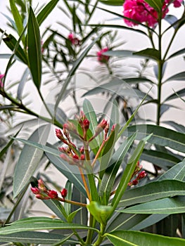blurred pink nerium oleander flower plant in bloom and some unopened flower buds with green lanceolate leaves
