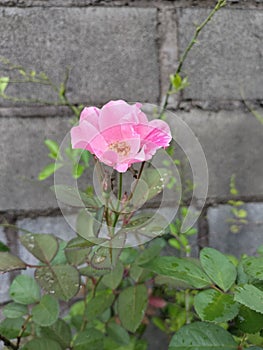 Blurred Pink rose and dew spash. photo