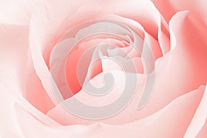Blurred pink rose flower background. Rose flower core close-up