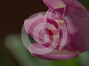 Blurred pink tulip - spring time concept
