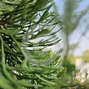 Blurred plants in the garden. Detail of halocarpus biformis photo
