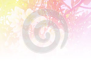 Blurred of Plumeria flowers blooming. in the pastel color style for background.