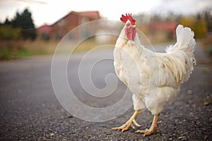 Blurred portrait of a white rooster on an asphalt road. Autumn in the village