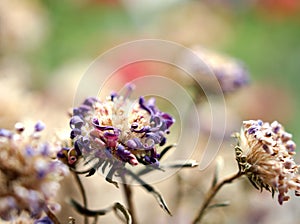 Blurred purple dry flower with water drops ,violet daisy dead flowers plants ,macro image ,soft focus ,sweet color for card design