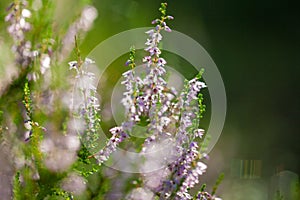 Blurred purple floral background. Summer abstract nature background with heather flowers in the meadow with copy space