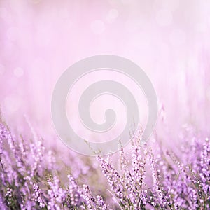 Blurred purple floral background