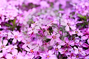 Blurred purple floral background