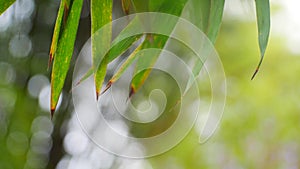 Bamboo leaf and Purple flower concept blur valentine background, effect boleh light