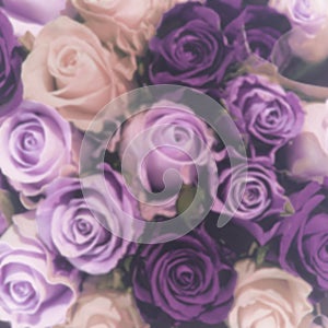 Blurred purple roses