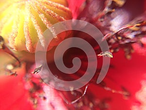 Blurred red poppy flower macro photo for background with tender petals, seed capsule or boll, stamens and pestle