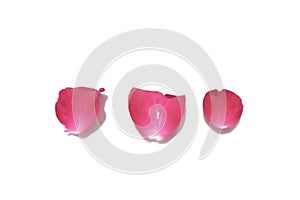 Blurred red rose corollas on white isolated background