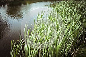 Blurred reeds and lake May