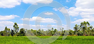 Blurred rice field, sky horizon and rice plantation for rural scenery blur background