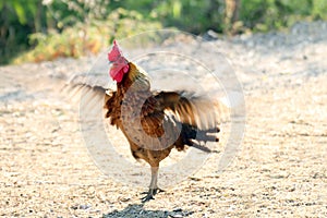 Blurred rooster wing flutter, motion rooster chicken wing flap flutter blur
