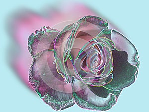 blurred rose in pink with highlighted neon contours