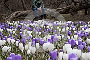 A blurred sad boy sitting on a fallen tree in dark park, many crocus flowers in front of him - he is apathic, dismal, cheerless