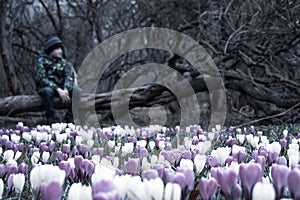 A blurred sad boy sitting on a fallen tree in dark park, many crocus flowers in front of him - he is apathic, dismal, cheerless photo