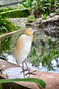 Blurred and selective focus image of lonely cattle egret (Bubulcus ibis) bird photo