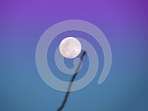 Blurred shadows of tree branch in front of full moon in the daytime. Against the blue sky background. Dramatic scene