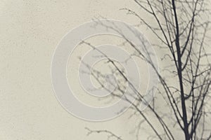 Blurred shadows  from tree and  branches on a white wall in sunlight