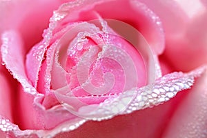 Blurred and soft focus of pink rose petal with drops of water