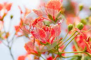 Blurred soft Peacock Flowers background