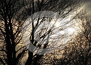 Blurred spooky background of silhouetted trees and stormy sky.