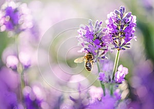Blurred summer background of lavender flowers with bees.