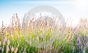 Blurred summer background of lavender in the rays of sunset ight