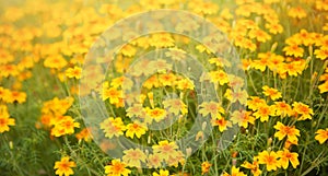 Blurred summer background with Tagetes tenuifolia flowers