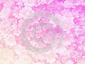 Blurred of sweet flowers in pastel color style on soft blur bokeh texture for background